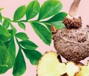 Le Konjac, tubercule d'origine asiatique. Comestible sous forme de spaghettis de Konjac par exemple. Utilisé également pour les soins de la peau, gommage, nettoyage, exfoliation